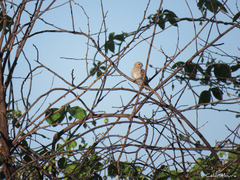 Sporophila albogularis
