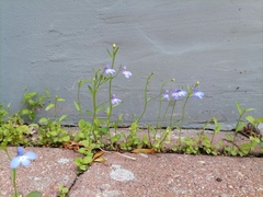 Lobelia erinus