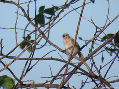 Sporophila albogularis