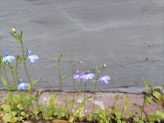 Lobelia erinus
