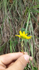 Pippenalia delphiniifolia