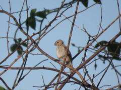 Sporophila albogularis