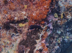 Acanthurus coeruleus