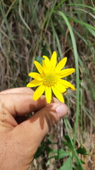 Pippenalia delphiniifolia