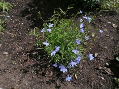 Lobelia erinus