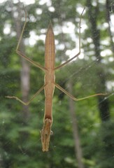 Tenodera sinensis
