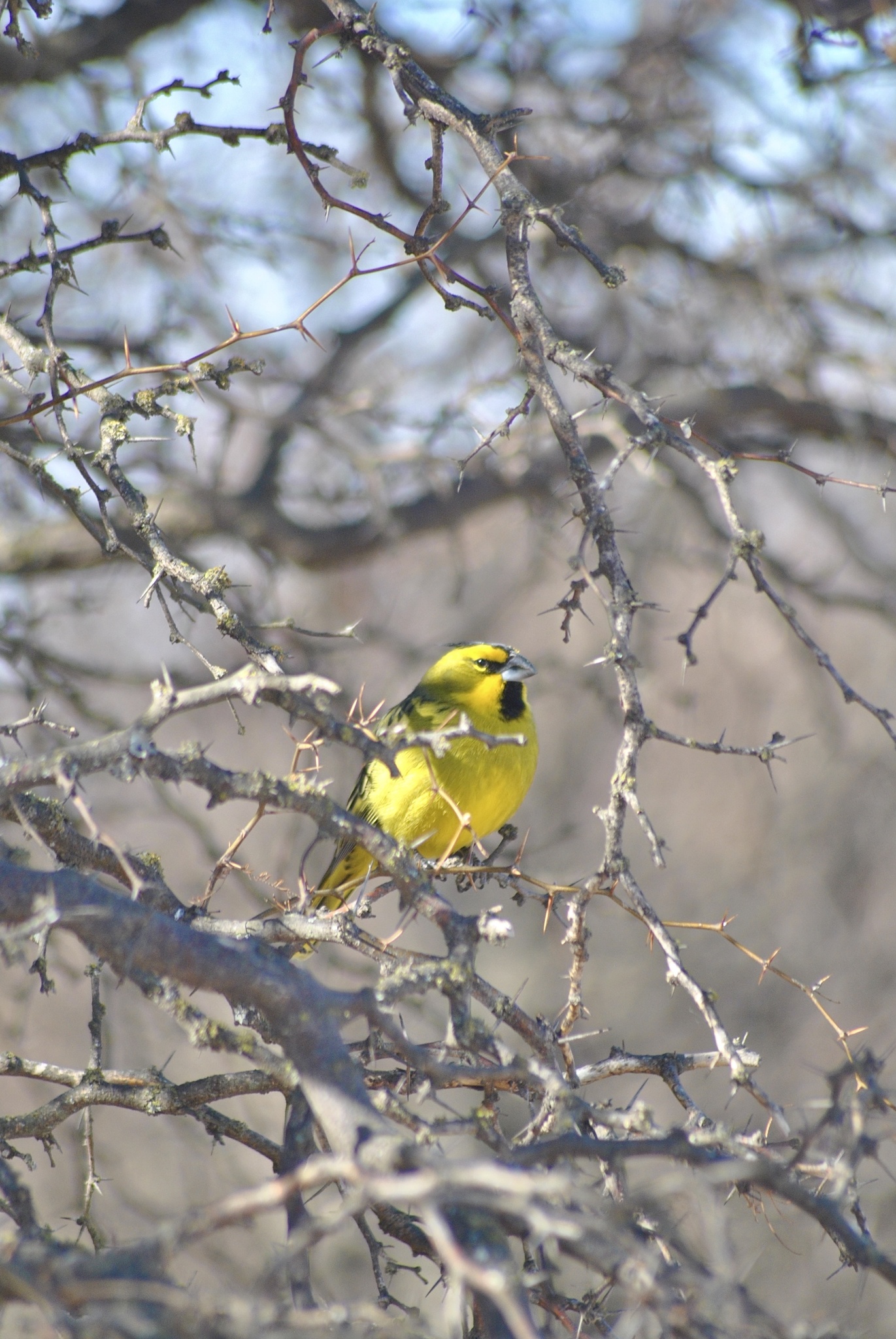 Yellow Cardinal illustration