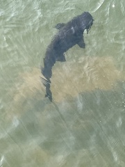 Steindachneridion melanodermatum