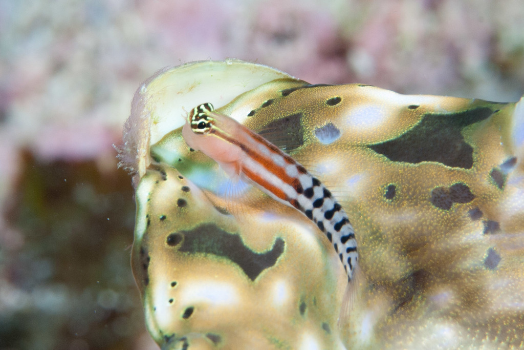 Fiji Clown Blenny