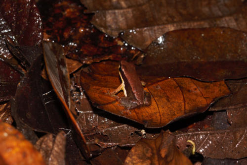 Black-flanked Poison Frog, Allobates granti