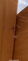 Latrodectus hesperus