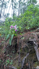 Bletia macristhmochila