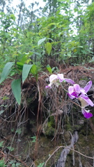 Bletia macristhmochila