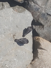 Columba livia domestica