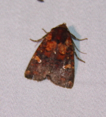 Eriopyga ditissima
