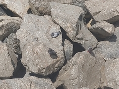 Columba livia domestica