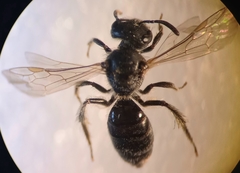 Lasioglossum pauxillum