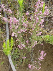 Erica grata