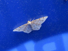 Trigrammia quadrinotaria