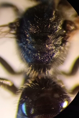 Lasioglossum pauxillum