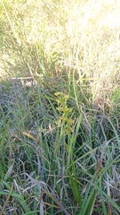 Platanthera mandarinorum pachyglossa