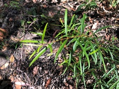 Notelaea linearis