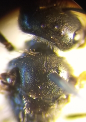 Lasioglossum pauxillum