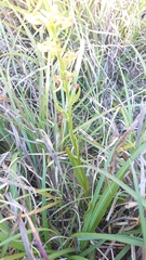 Platanthera mandarinorum pachyglossa