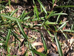 Notelaea linearis