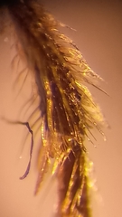 Lasioglossum pauxillum