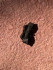 Achlyodes busirus rioja