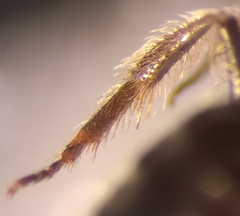 Lasioglossum pauxillum