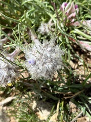 Ipomopsis globularis