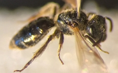 Lasioglossum pauxillum