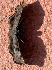Achlyodes busirus rioja