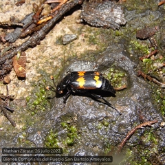 Nicrophorus mexicanus