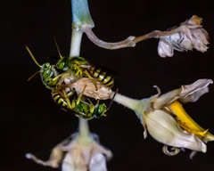 Agapostemon melliventris