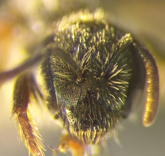 Lasioglossum pauxillum