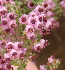 Erica grata