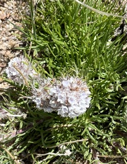 Ipomopsis globularis