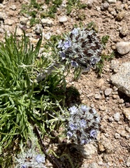 Ipomopsis globularis