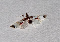 Neoleucinodes