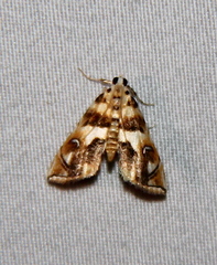 Neurophyseta