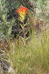 Castilleja applegatei pinetorum