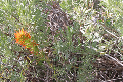 Castilleja applegatei pinetorum
