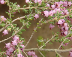 Erica grata