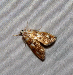 Neurophyseta
