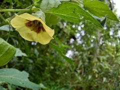 Physalis longifolia