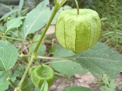 Physalis longifolia