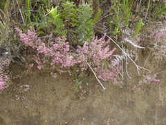 Erica grata